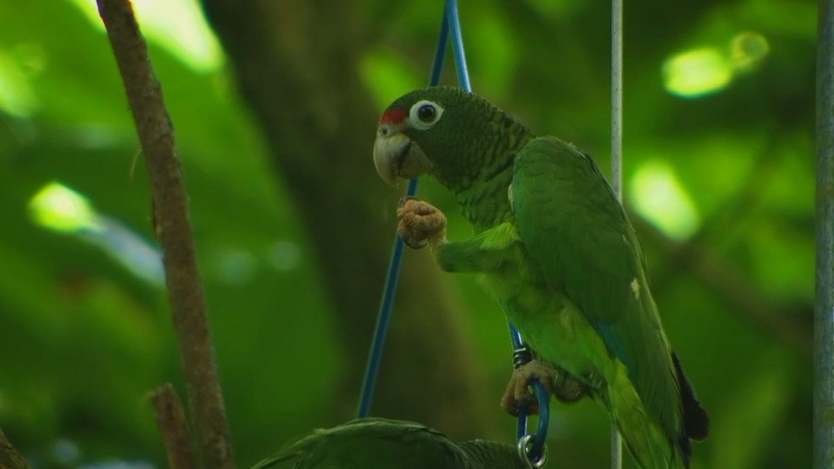 Serie "A vuelo firme" documenta recuperación de la cotorra puertorriqueña: de 13 a más de 500 ejemplares