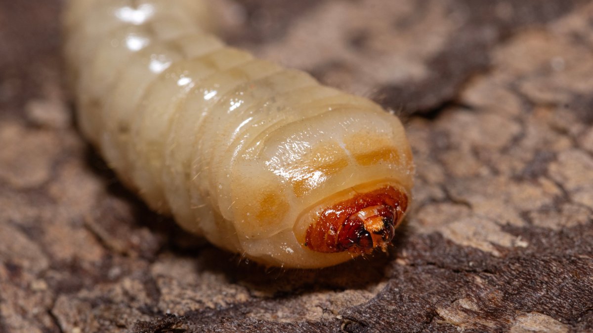 Agricultura de PR refuerza medidas preventivas tras detección del Gusano Barrenador en Texas