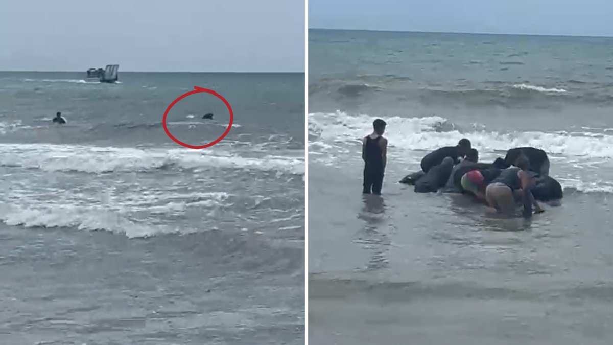 Ballenas quedan varadas en costa de Humacao