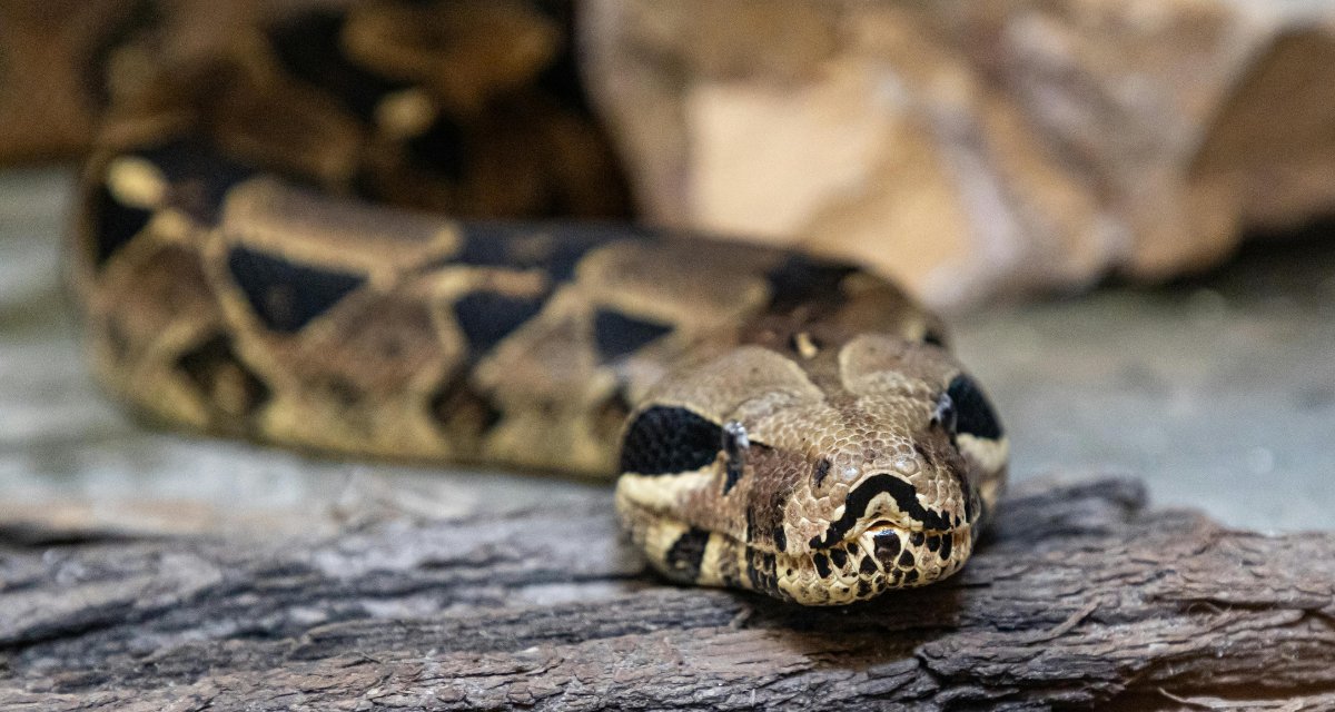 DRNA captura 99 especies exóticas en el fin de semana
