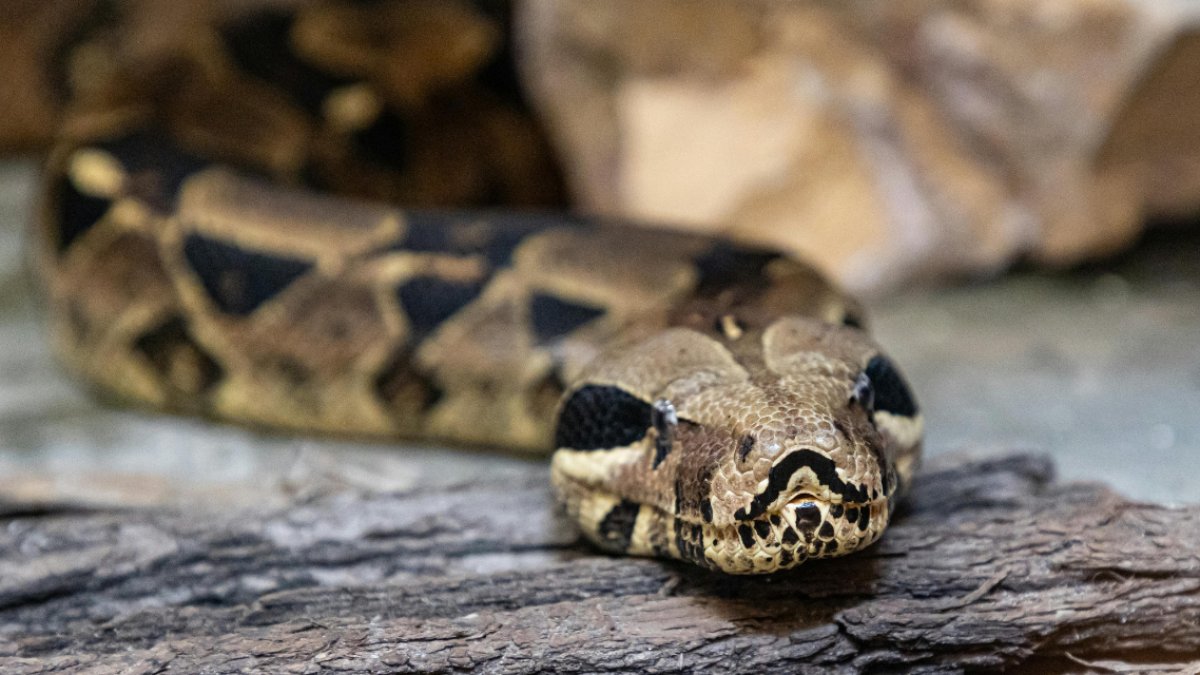DRNA captura 99 especies exóticas en el fin de semana