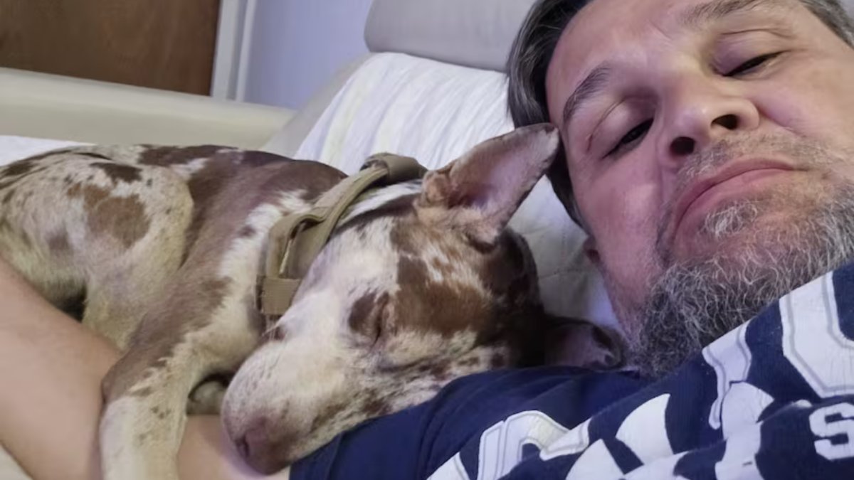 Albergue asume custodia de "Pistacho", el perro que mordió al secretario del DRNA