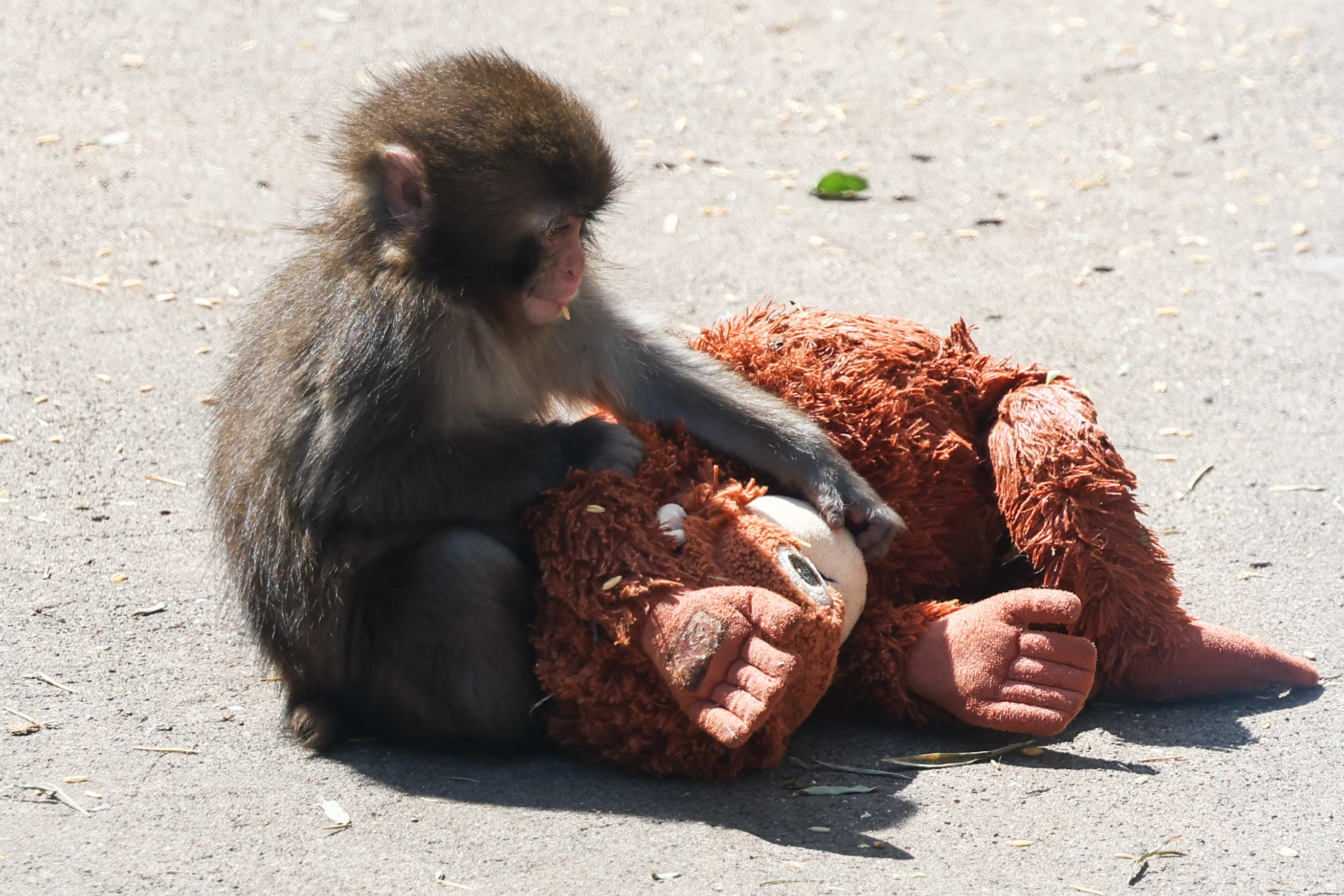 Punch, el mono que se viralizó por su peluche, celebra su primer cumpleaños