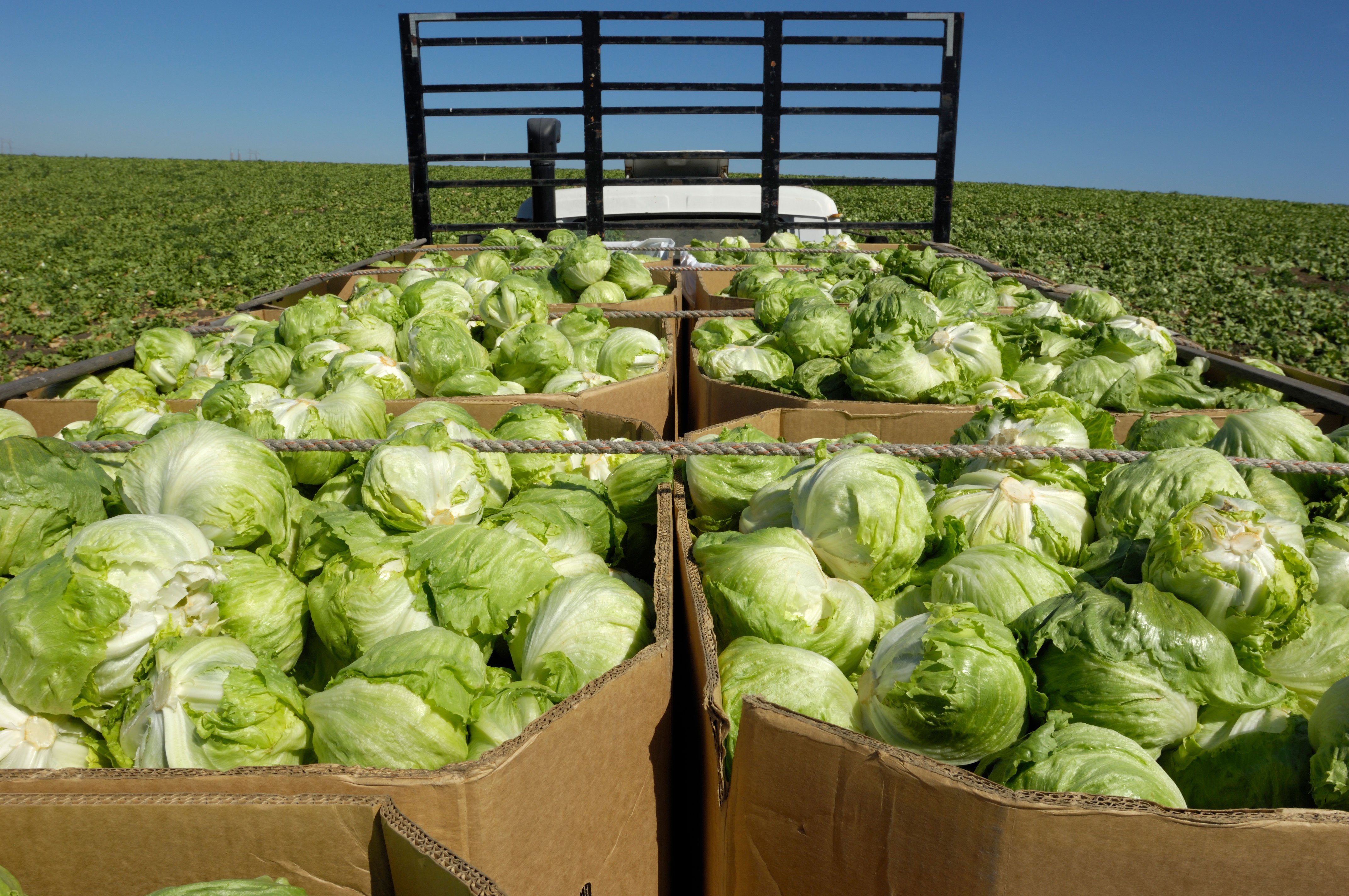México abre estudio epidemiológico en lechuga tras brote de ciclosporiasis en EEUU