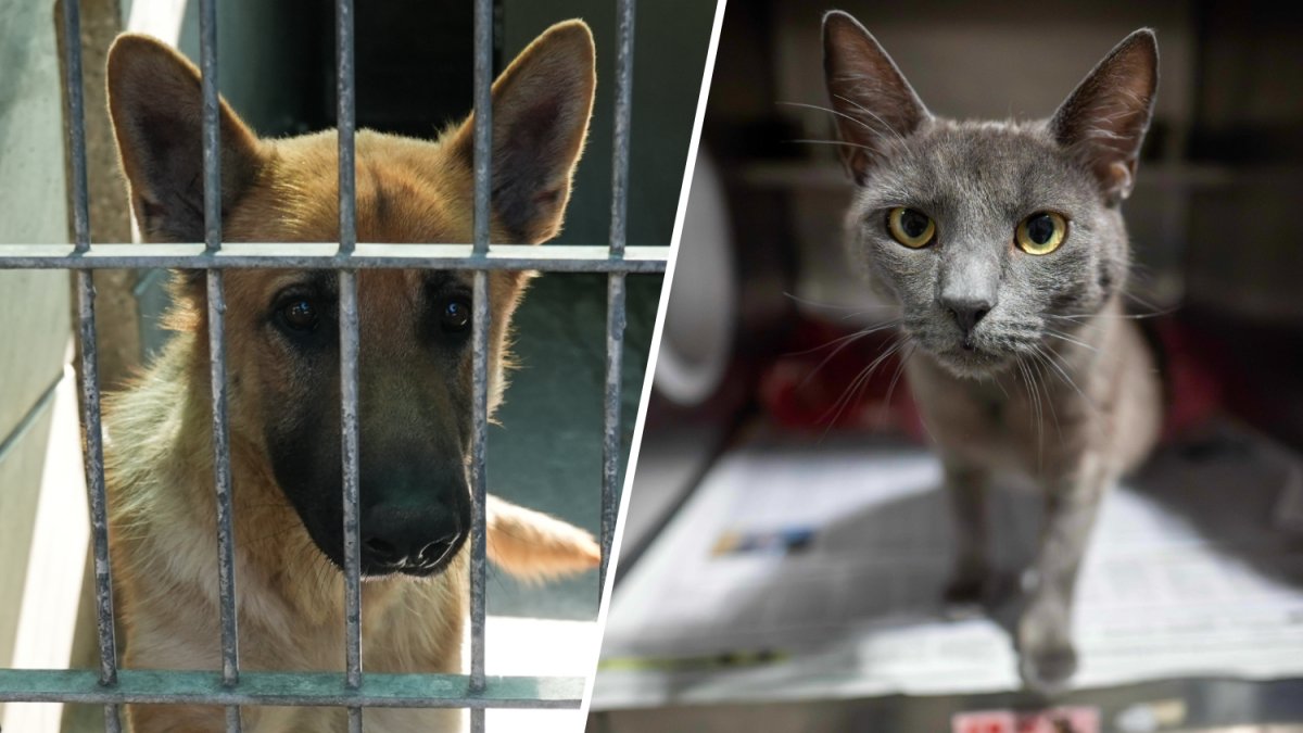 "Desocupar los Albergues" lanza su campaña 12 de adopción de mascotas