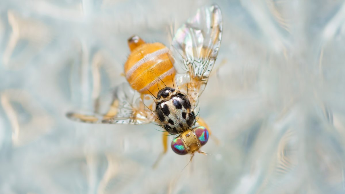 Detectan dos especímenes de mosca del Mediterráneo en el Viejo San Juan; Agricultura activa protocolo