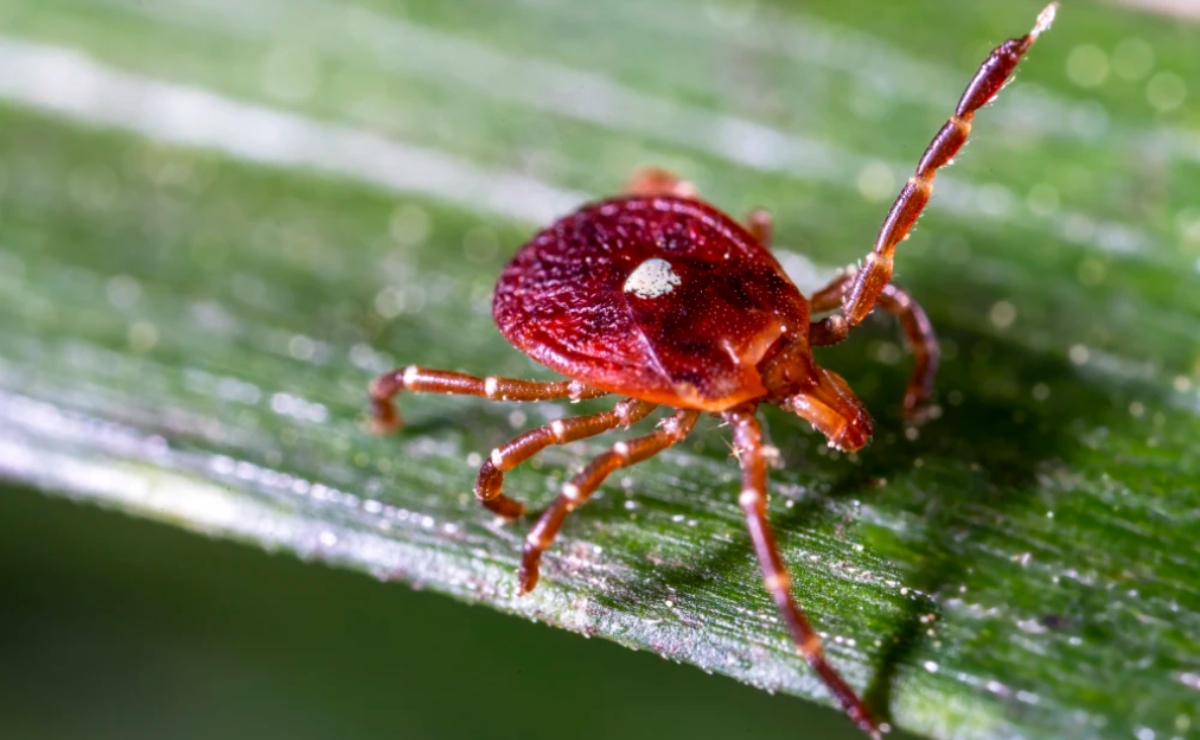 Más personas de lo que se cree corren riesgo de desarrollar alergia a la carne roja