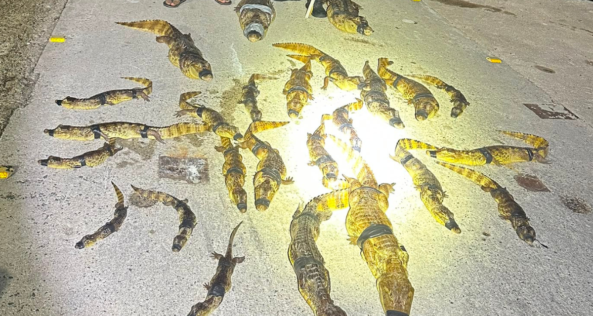 Imagen de la cobertura de: Los Hermanos Caza Caimanes capturan 30 caimanes en seis horas en Carolina, Canóvanas y Loíza