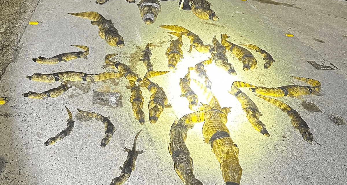 Imagen de la cobertura de: Los Hermanos Caza Caimanes capturan 30 caimanes en seis horas en Carolina, Canóvanas y Loíza
