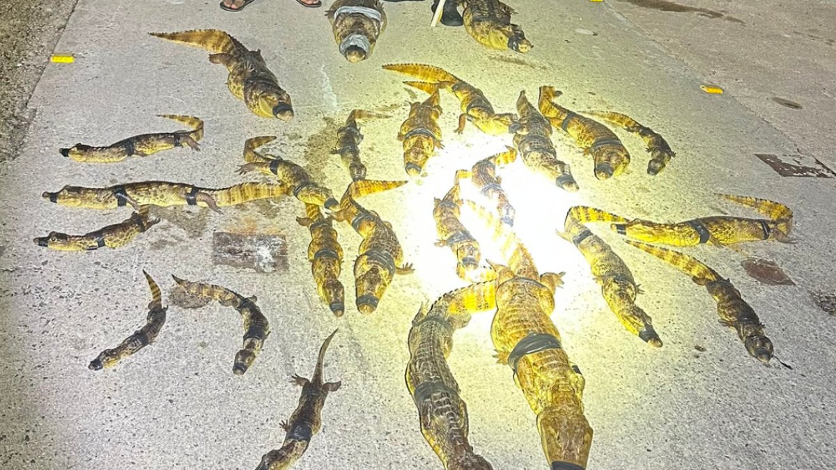 Hermanos Caza Caimanes capturan 30 caimanes en seis horas, un nuevo récord