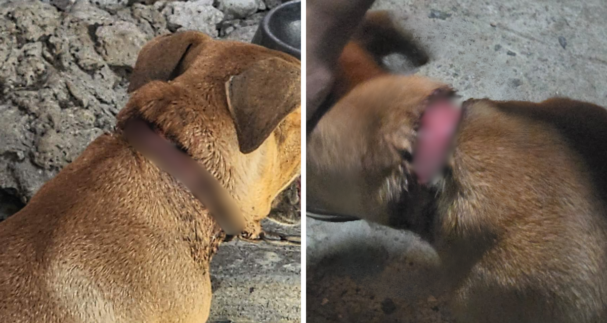 Imagen del artículo de Telemundo PR: Sexagenario enfrenta cargos por maltrato de animales en Vega Alta