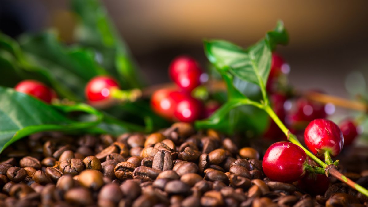Caficultores exigen aumento en precio mínimo del café por primera vez desde 2023