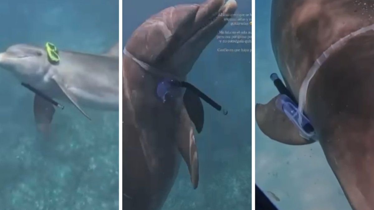 DRNA inicia operativo para atender a delfín con equipo de buceo incrustado