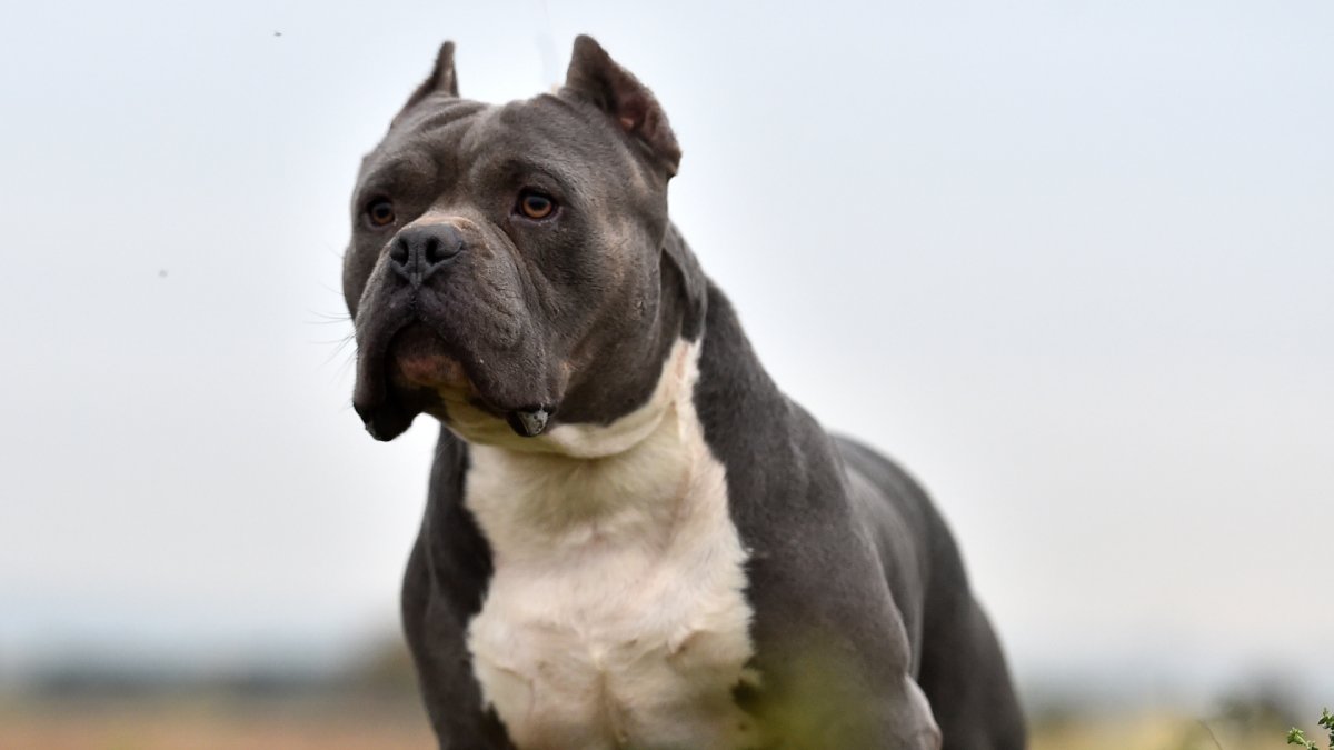 Pit bull ataca y muerde a mujer frente a su residencia en Vieques