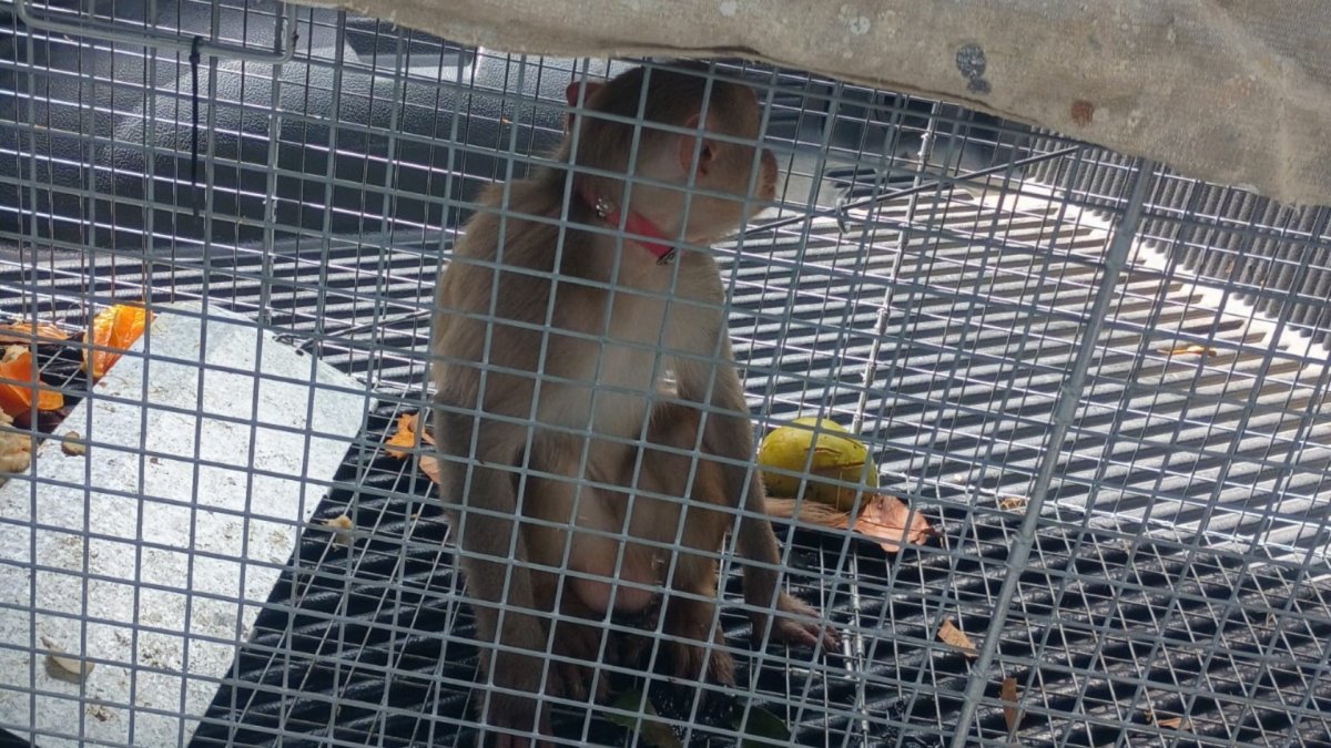 DRNA captura mono rhesus en el Faro Las Cabezas de San Juan en Fajardo