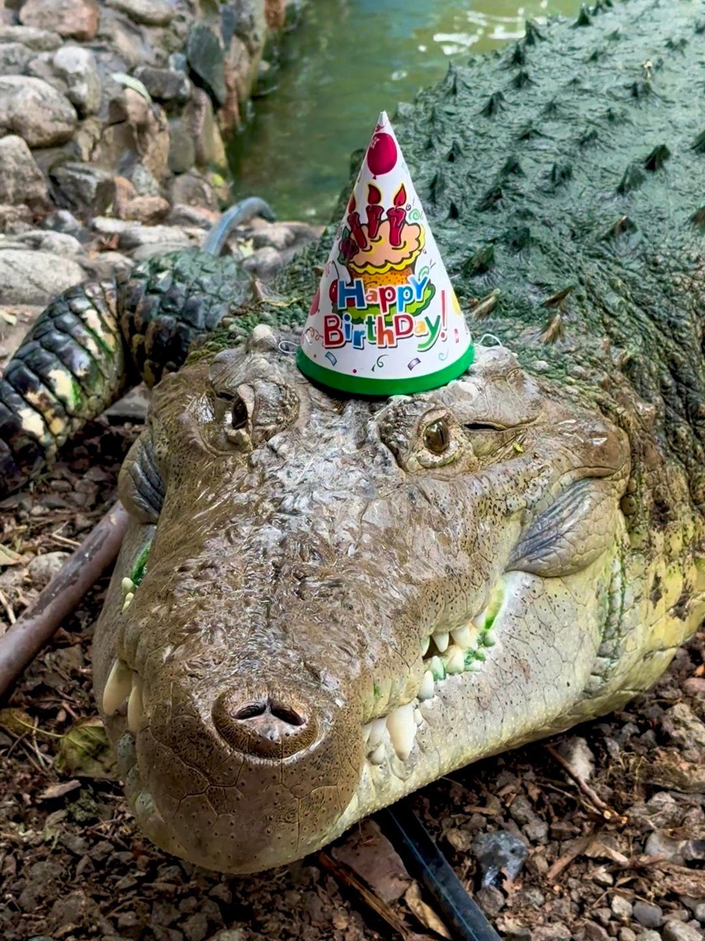 Imagen del artículo de Telemundo PR: Celebran el cumpleaños 40 de Fidel, el cocodrilo cubano que vive en un zoológico de Kazajistán