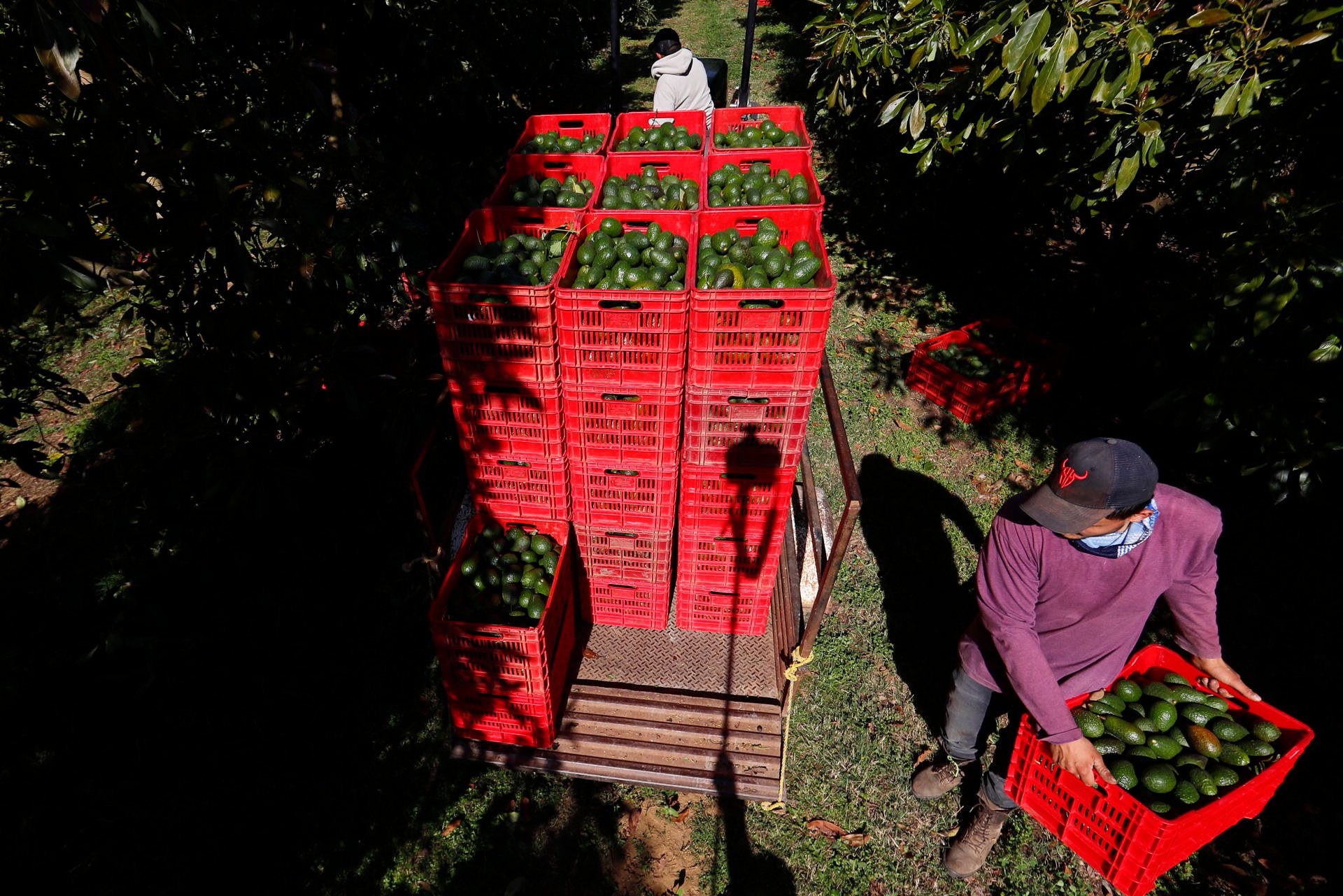 Imagen de la cobertura de: Resguardan cultivos de aguacate en Michoacán con cientos de militares