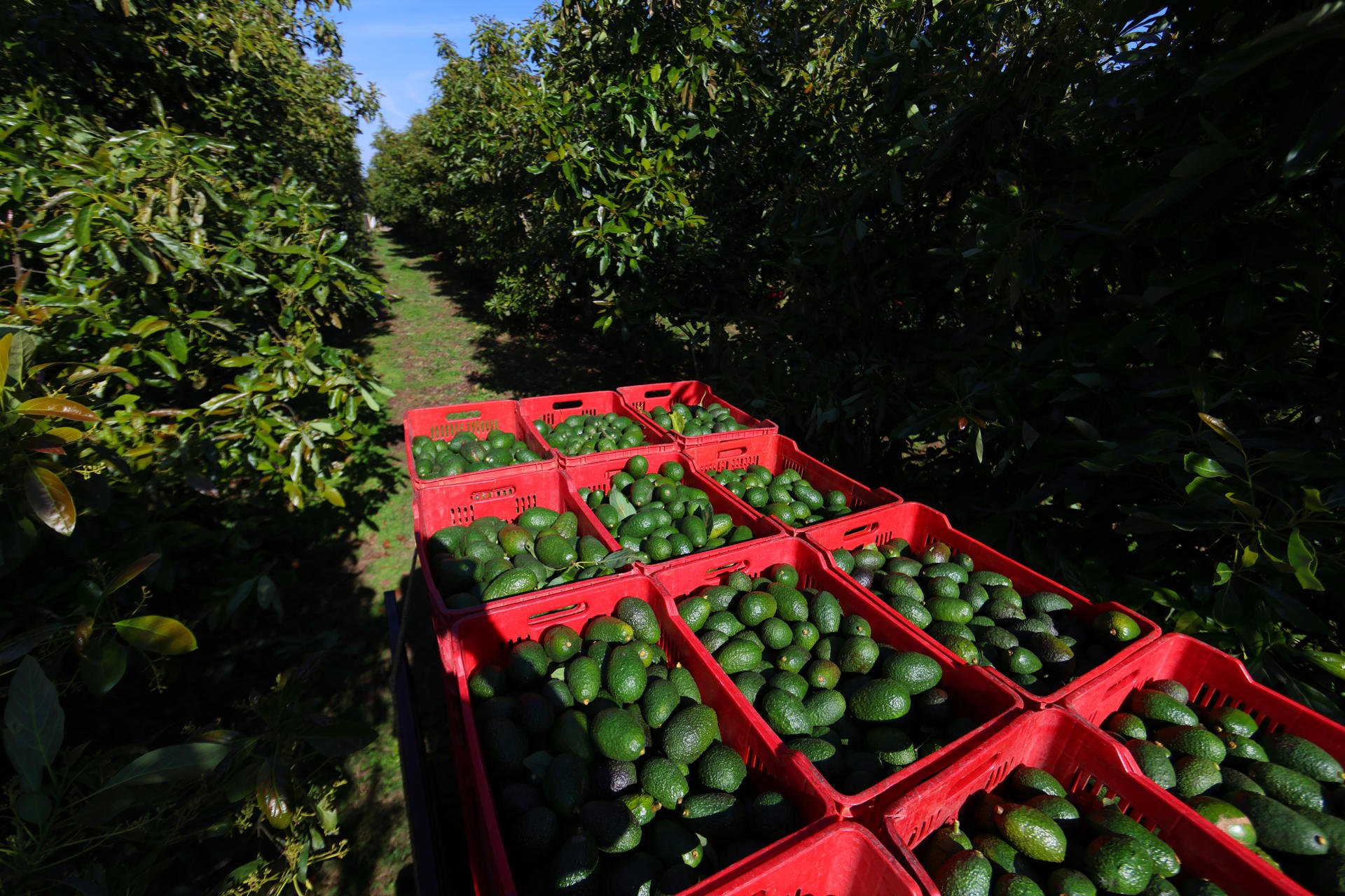 Aguacateros mexicanos piden a EEUU reabrir "a la brevedad" las exportaciones de aguacate