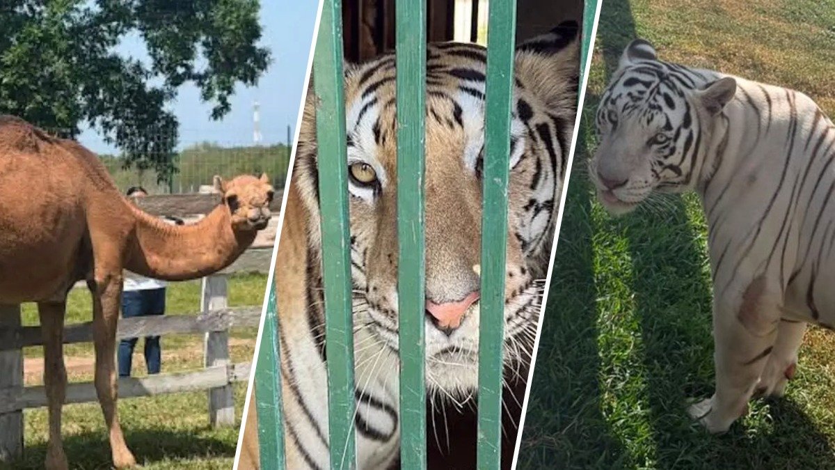 Imagen de la cobertura de: México incauta 135 animales exóticos e hidrocarburos en operación en el sur de Tamaulipas