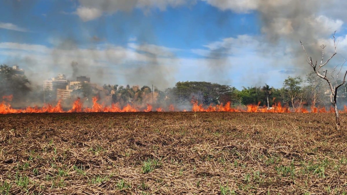 Reportan fuego en predios del Jardín Botánico en la IUPI