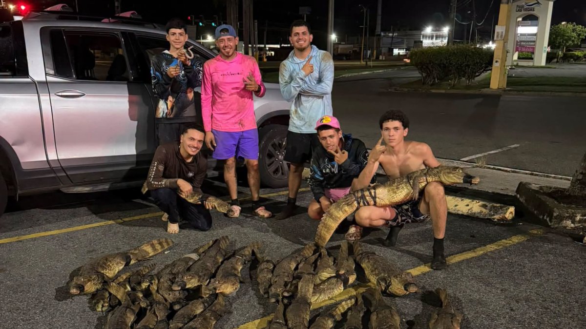 Gongo Fishing y pescadores capturan 41 caimanes en siete horas en caño del norte