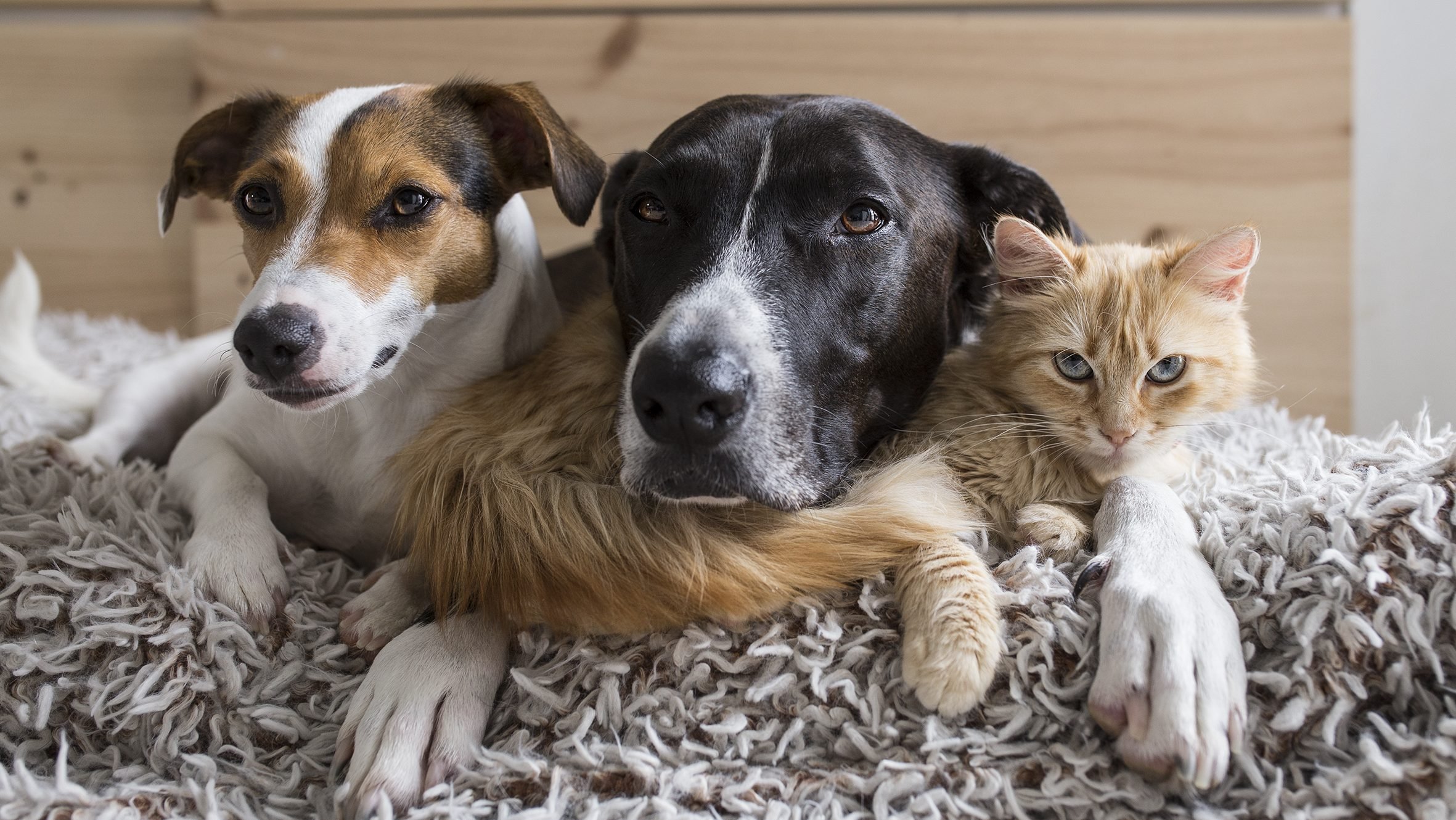 Caguas realizará tercera jornada de esterilización de perros y gatos este sábado