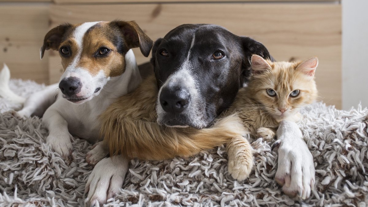 Caguas celebra tercera jornada de esterilización de mascotas este sábado