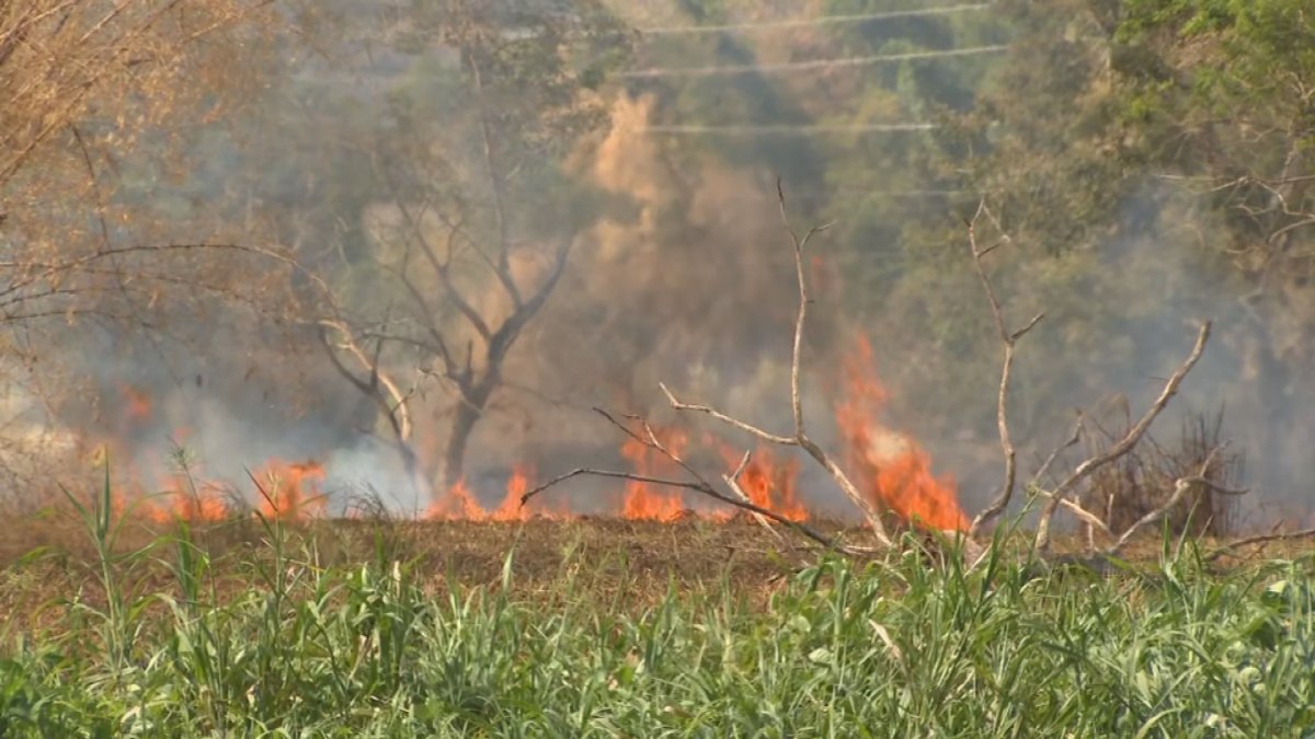 UPR toma medidas para atender fuegos forestales en Jardín Botánico
