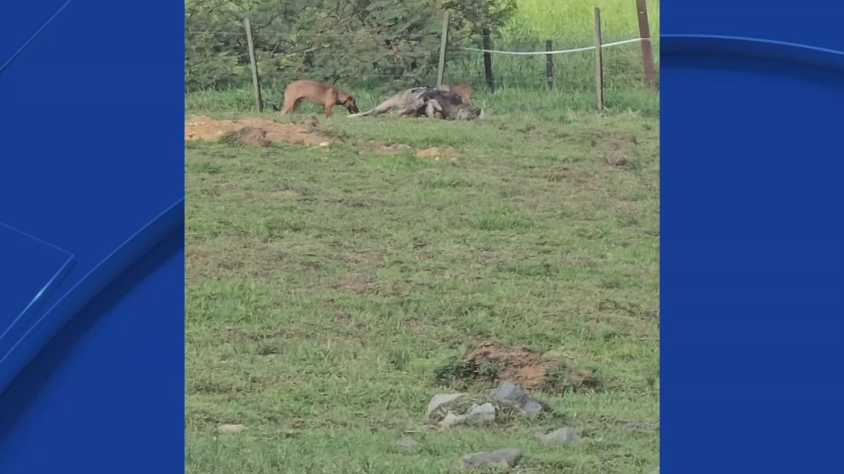 Ganadero de Naguabo pierde $9,000 tras ataques de jauría salvaje a su finca