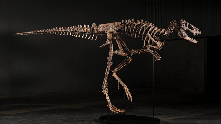Fotografía cedida por Sotheby’s donde se observa un esqueleto de Nanotyrannus, un dinosaurio parecido a un Tyrannosaurus Rex de tamaño pequeño, que se vendió en una subasta en Sotheby’s por 47,3 millones de dólares este martes, en Nueva York (Estados Unidos). EFE/ Sotheby’s /SOLO USO EDITORIAL/NO VENTAS/SOLO DISPONIBLE PARA ILUSTRAR LA NOTICIA QUE ACOMPAÑA (CRÉDITO OBLIGATORIO)
