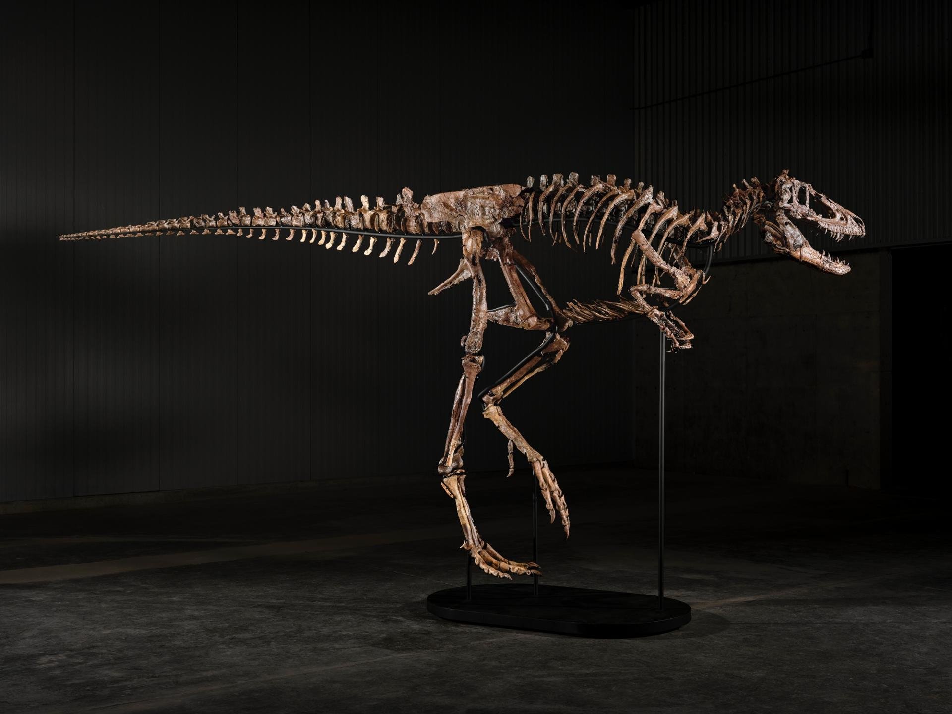 Venden esqueleto de Nanotyrannus por $47.3 millones
