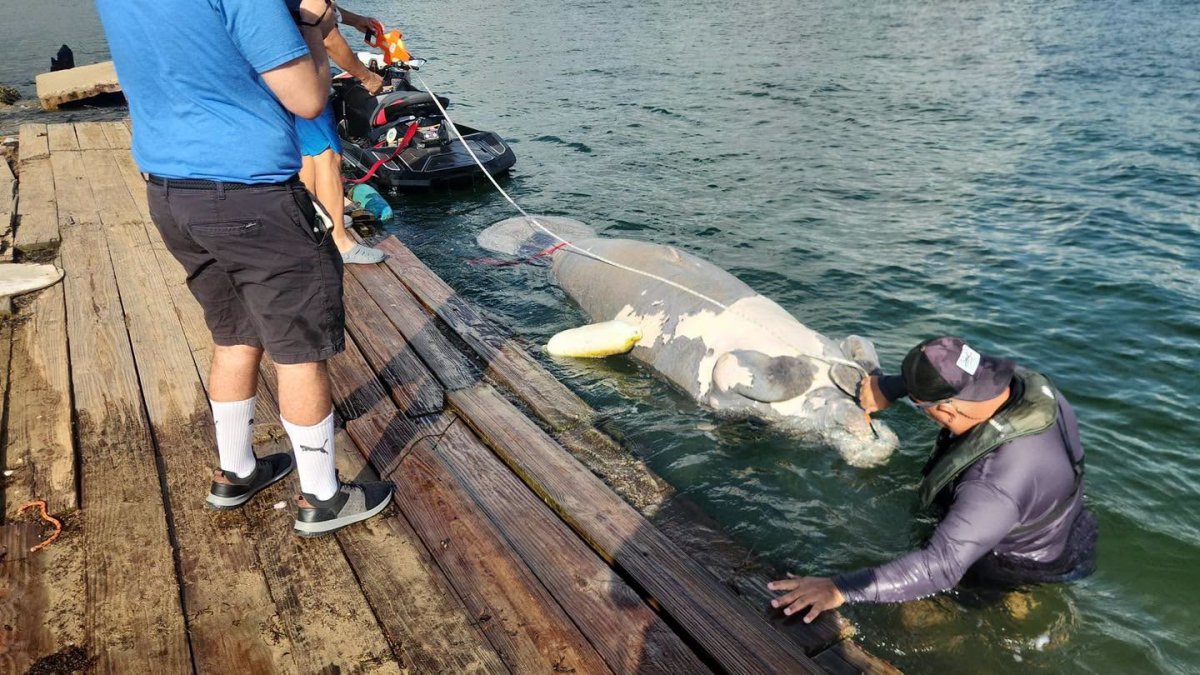 Recuperan manatí muerto en el Puerto de Yabucoa; será sometido a necropsia