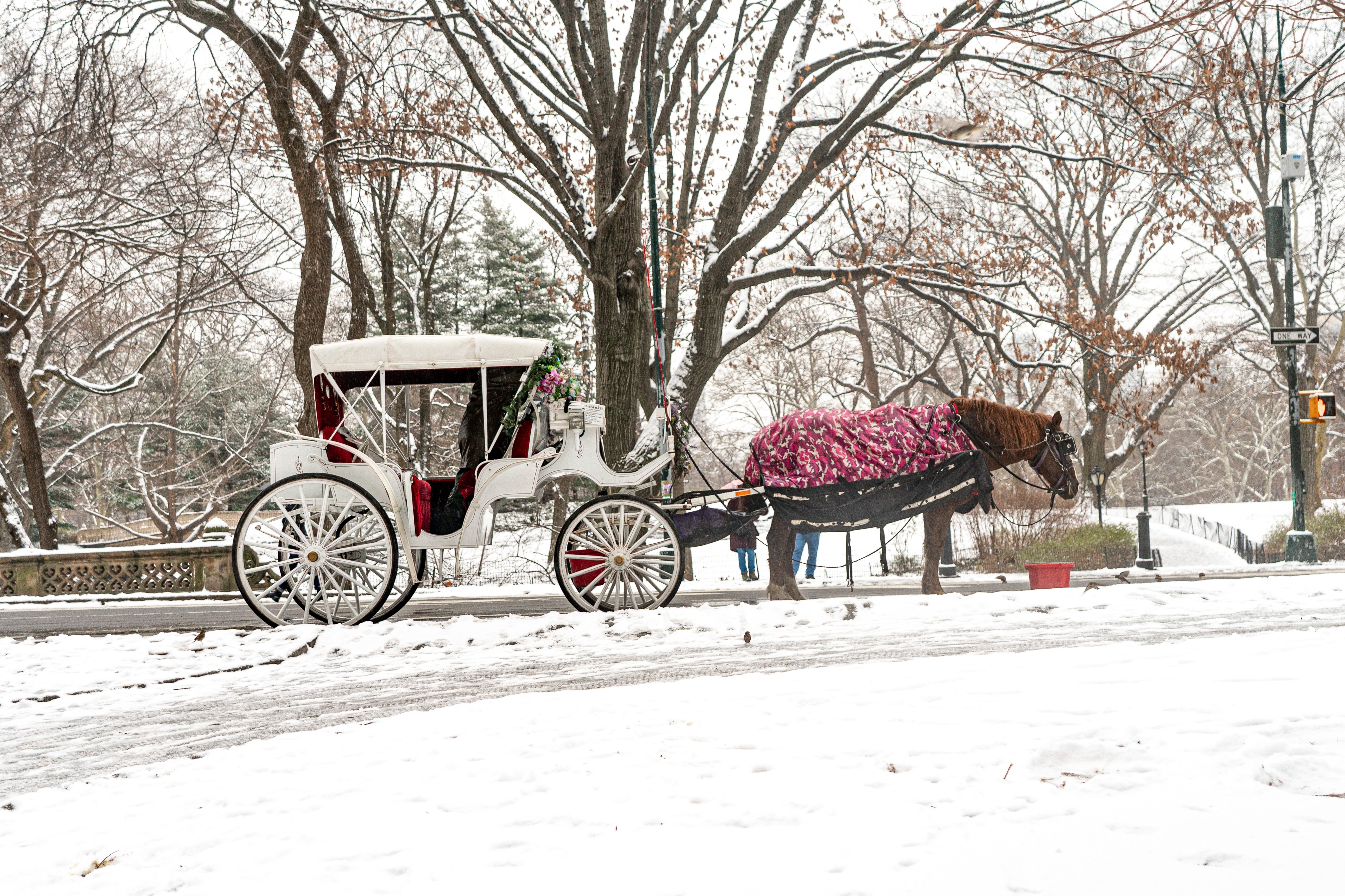 Imagen del artículo de Telemundo PR: Planean prohibir los carruajes tirados por caballos en Central Park