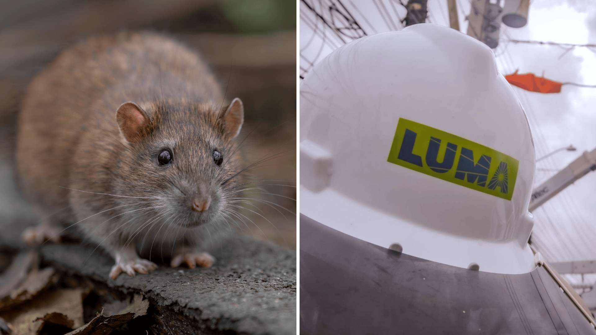 Imagen de la cobertura de: Gobernadora vuelve a señalar a LUMA por hallazgos sobre ratones en el apagón de 2025