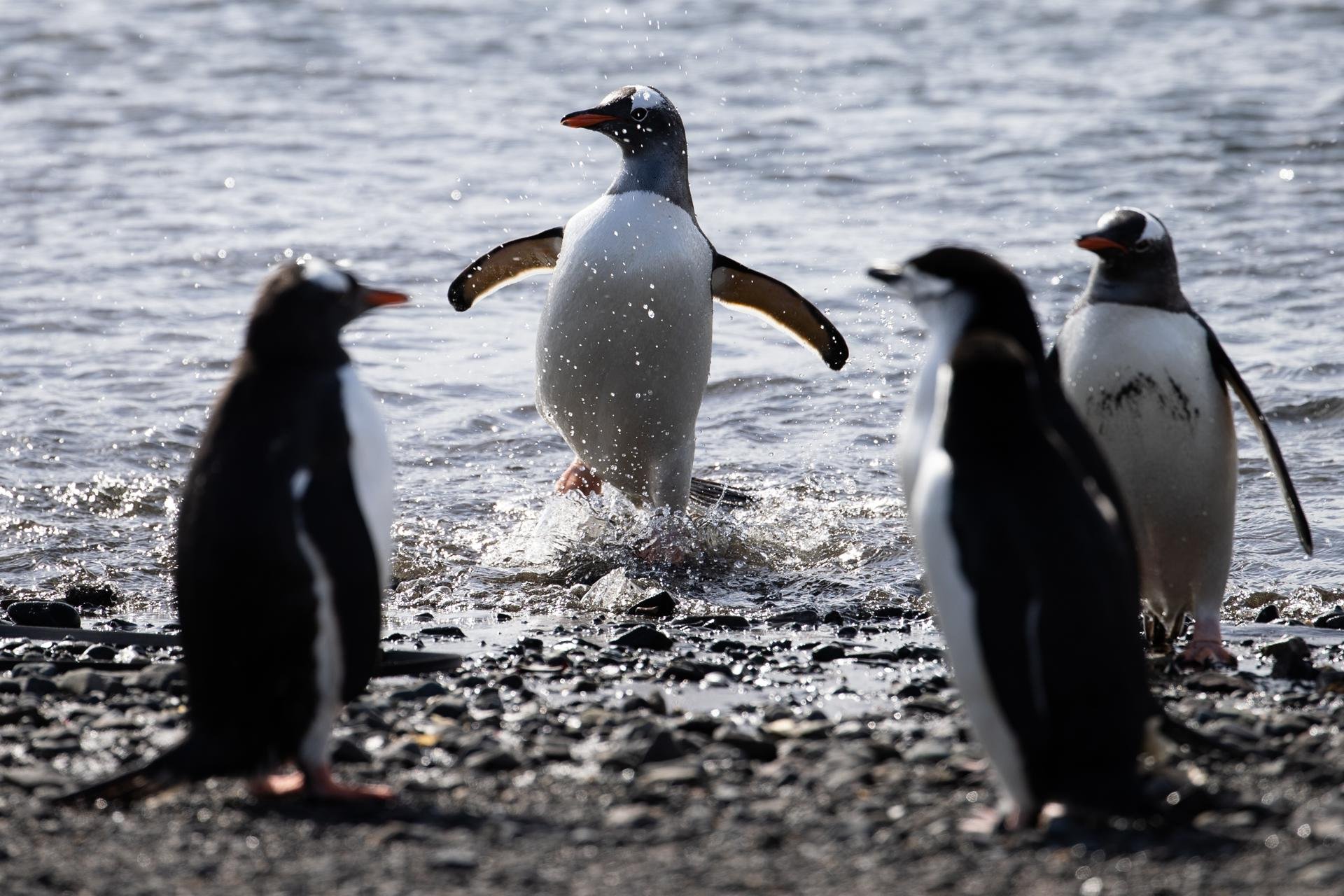 Imagen de la cobertura de: Los pingüinos y su guano, en el centro de un estudio sobre el deshielo en la Antártida
