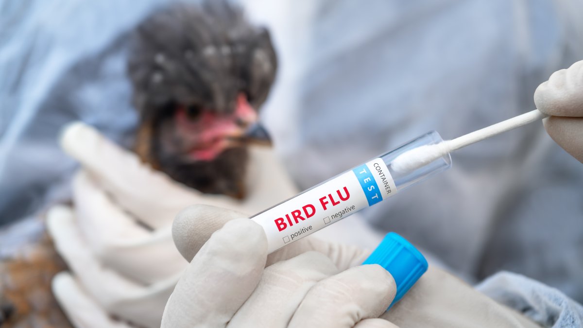 Investigan muerte de aves en Cabo Rojo y Lajas por posible influenza aviar